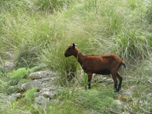 IMG_5815 (Medium)